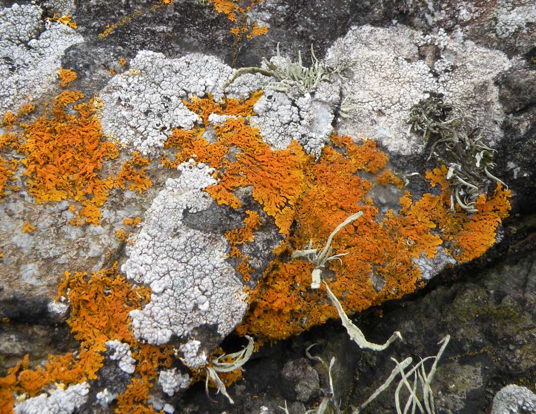 Sugli scogli del Galles